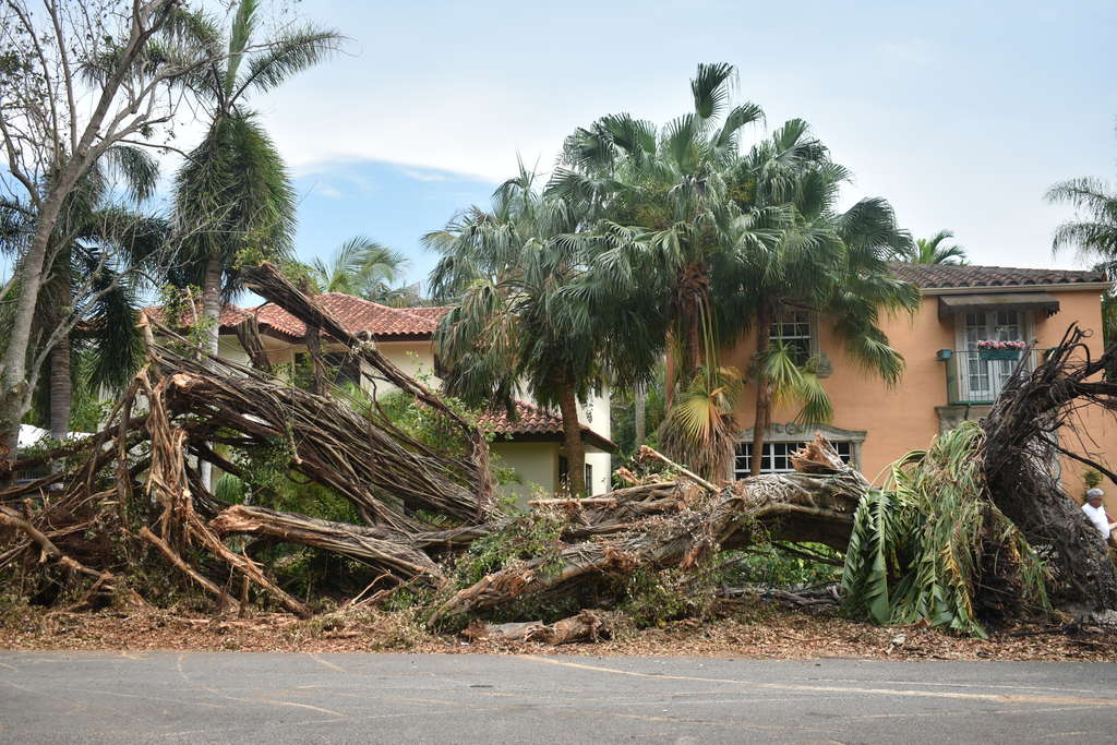 Hurricane Damage, trees fallen in front of house